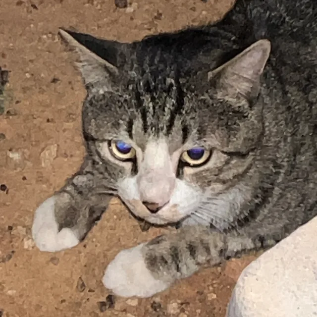 띠이