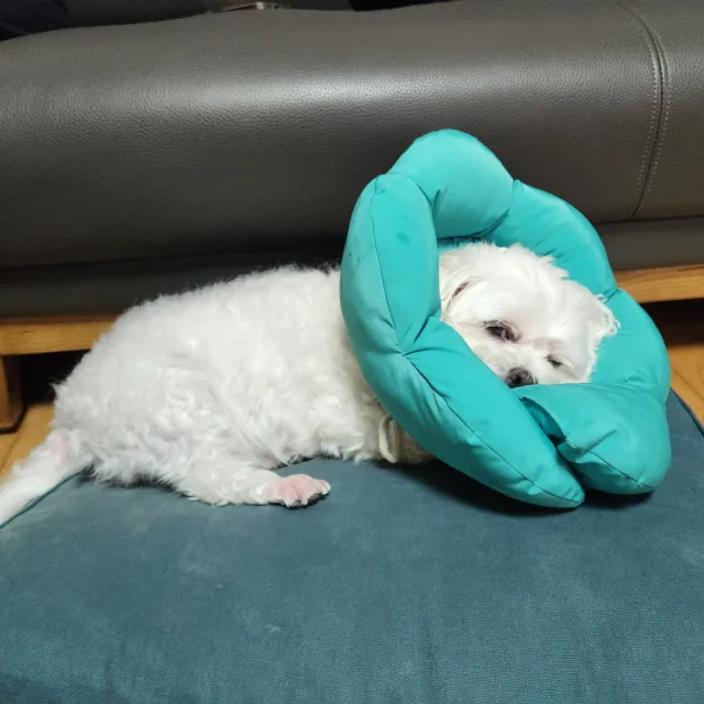 예슬둥이맘