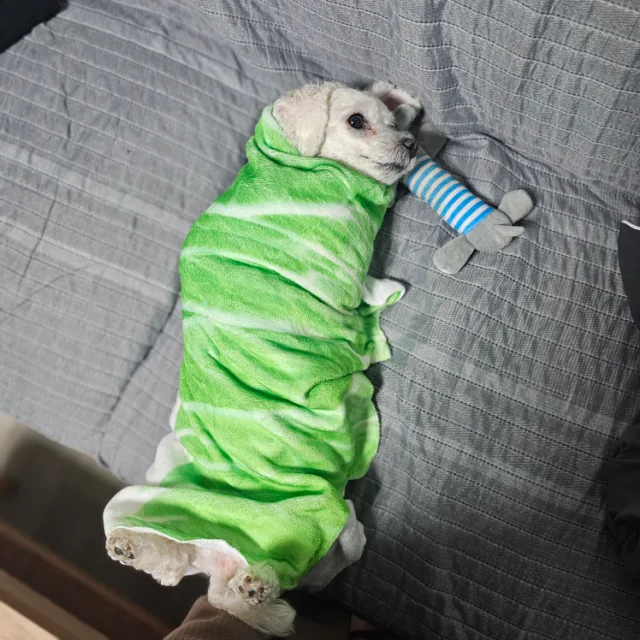 양개