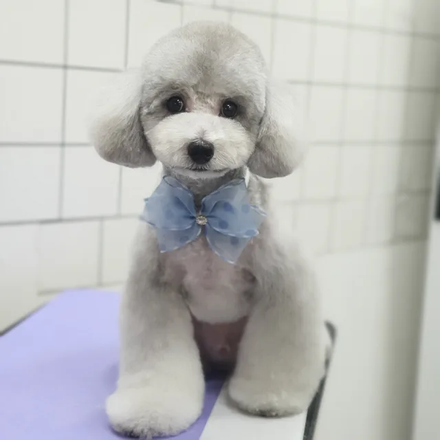 축구견태극전사또또