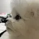 뽀삐