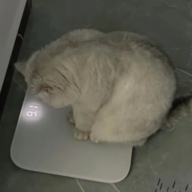 쇼중핑독
