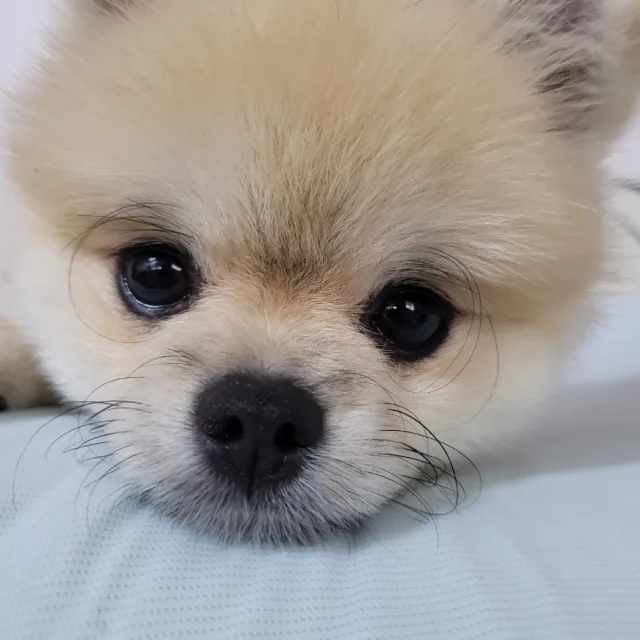 장꾸꾸꾸