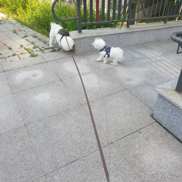 뿌잉뿌잉