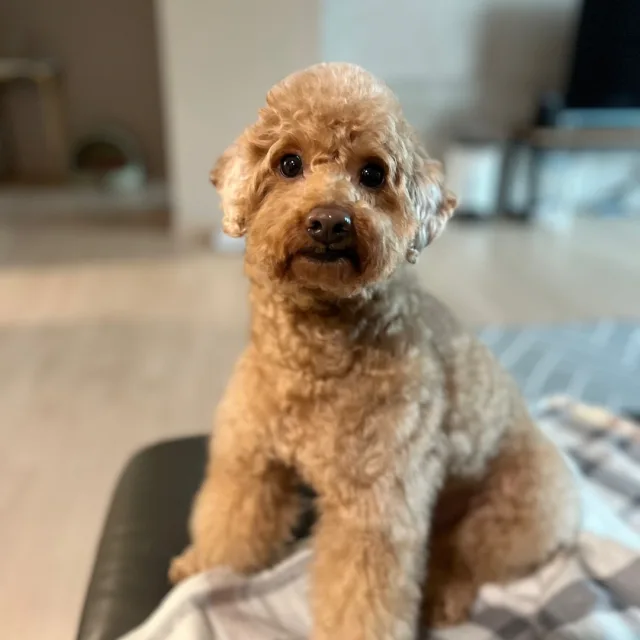 코코형