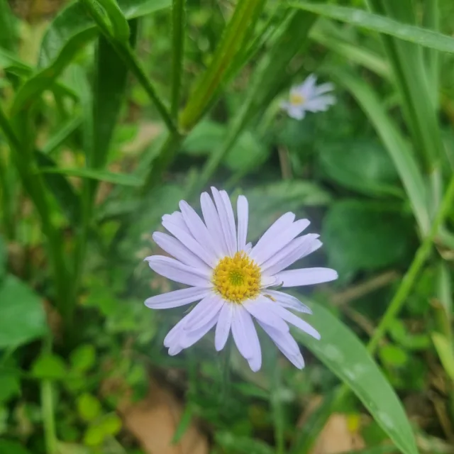 현엄마