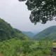 늘푸른소나무