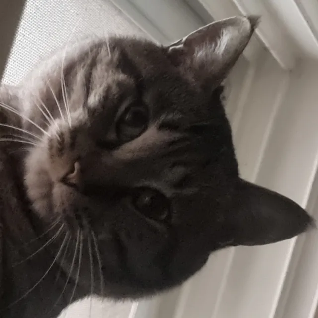 행복꿈