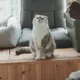 홍홍