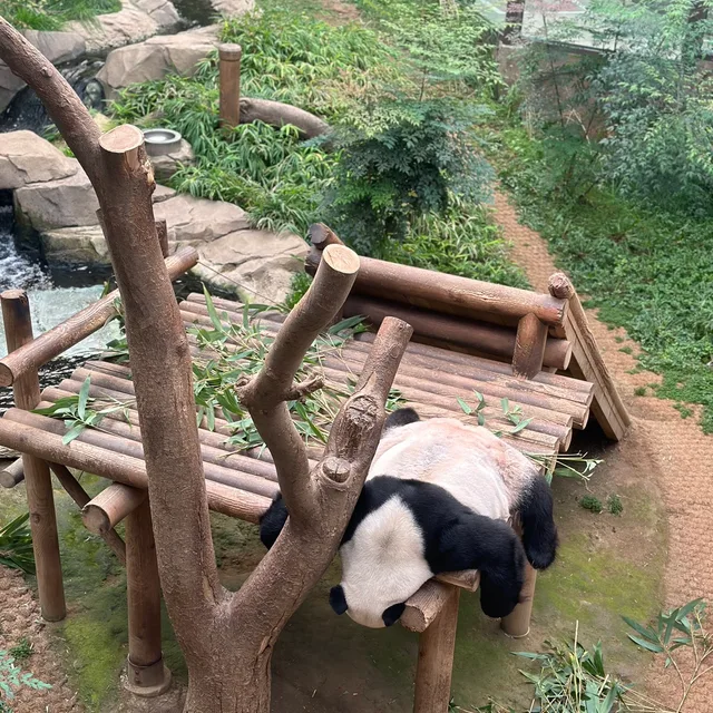 고두팔