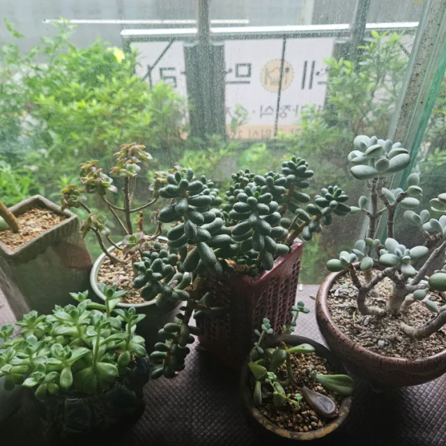 당근사랑