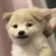 대왕체리