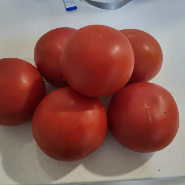 토마토