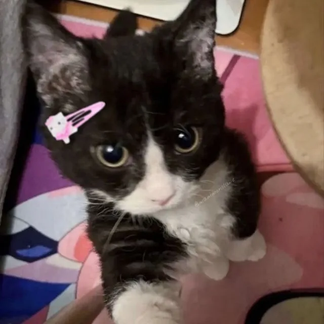 딤딤