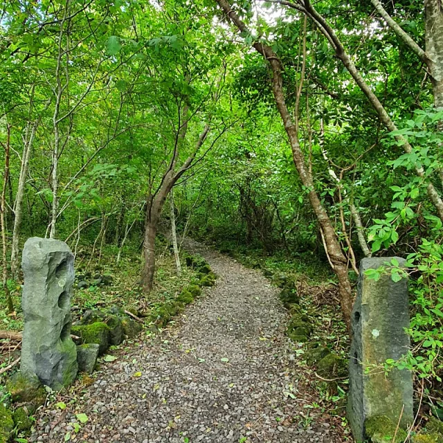 비밀의숲