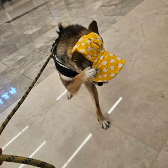 모모꼬야