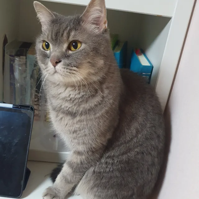 Two냥이