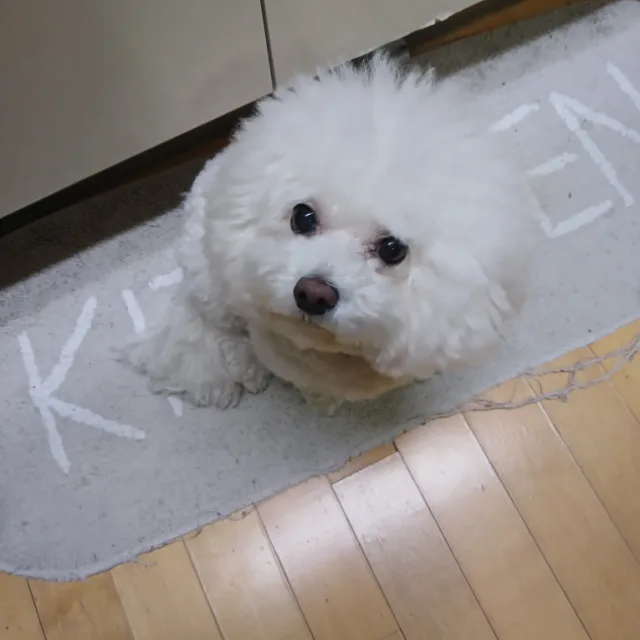 초격차