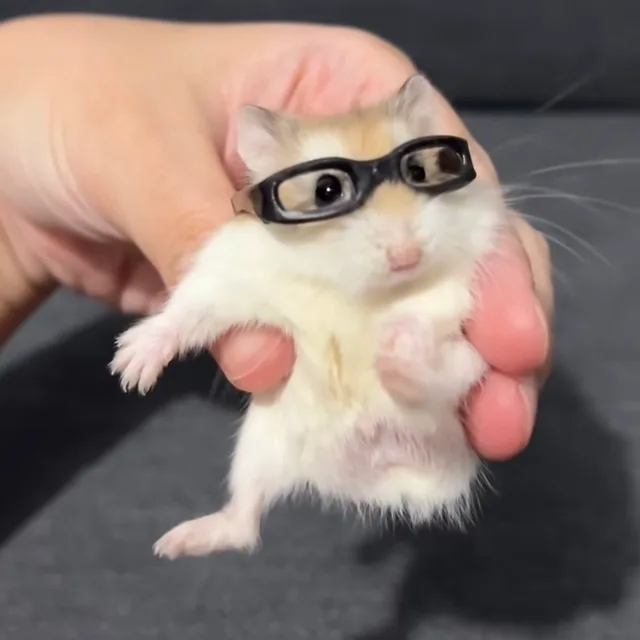랑니