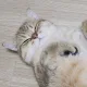 마요맘