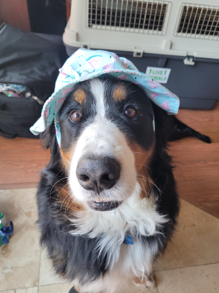 김밥소핑