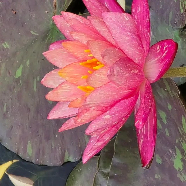 수국