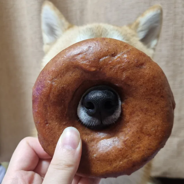 땅콩