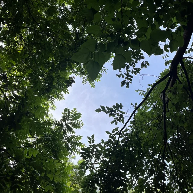 동글