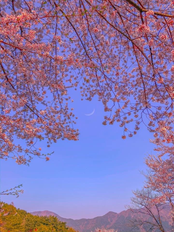 해삐야삐