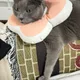 오쟈키