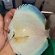바다의쾌남