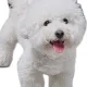 고구마