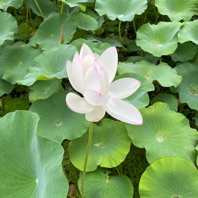 머핀