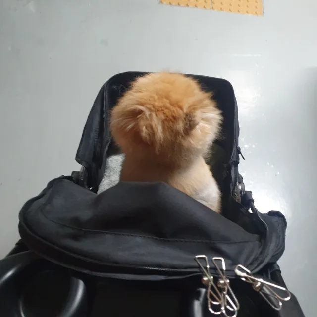 profile