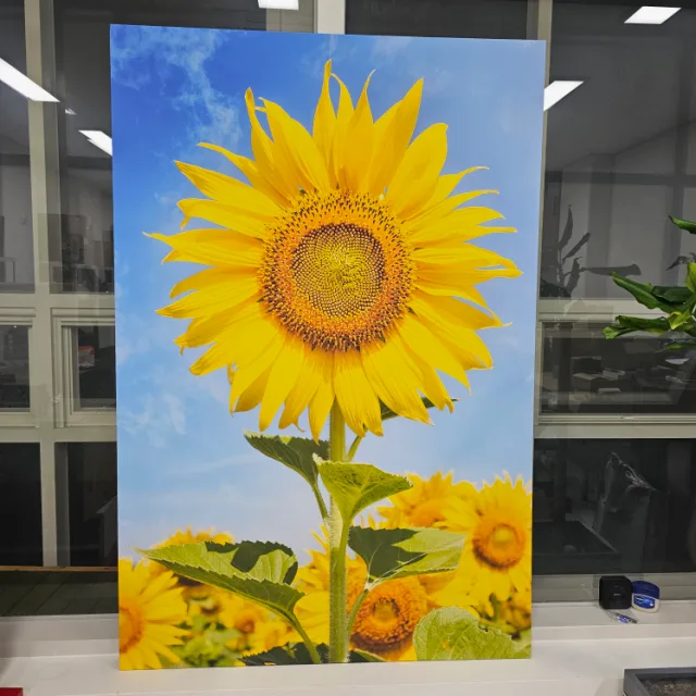 해바라기