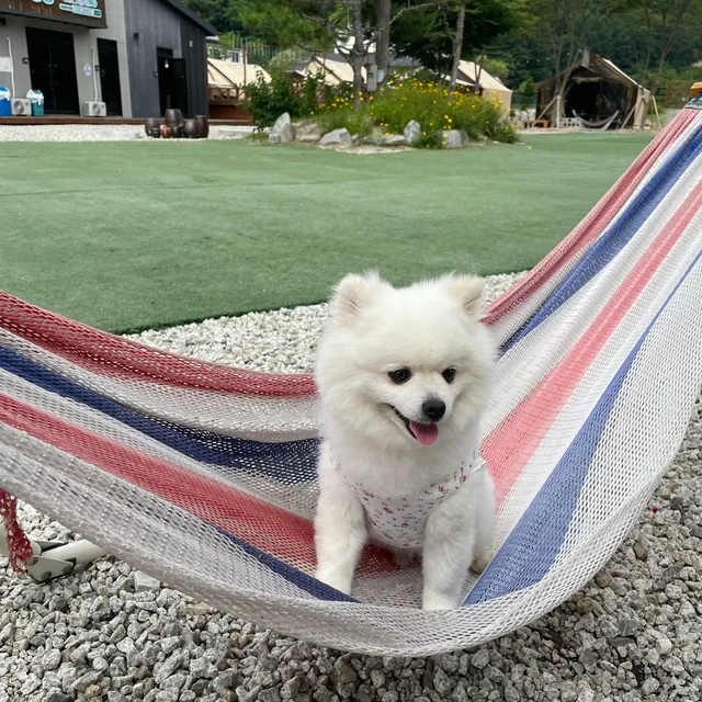 수박