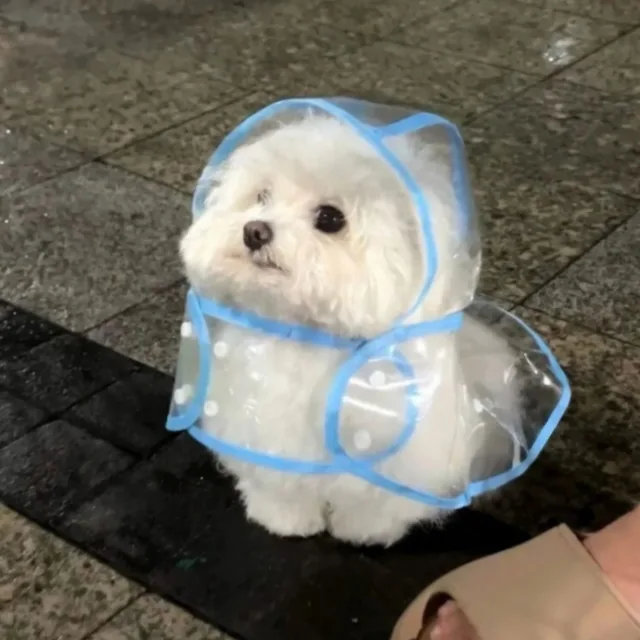게르망