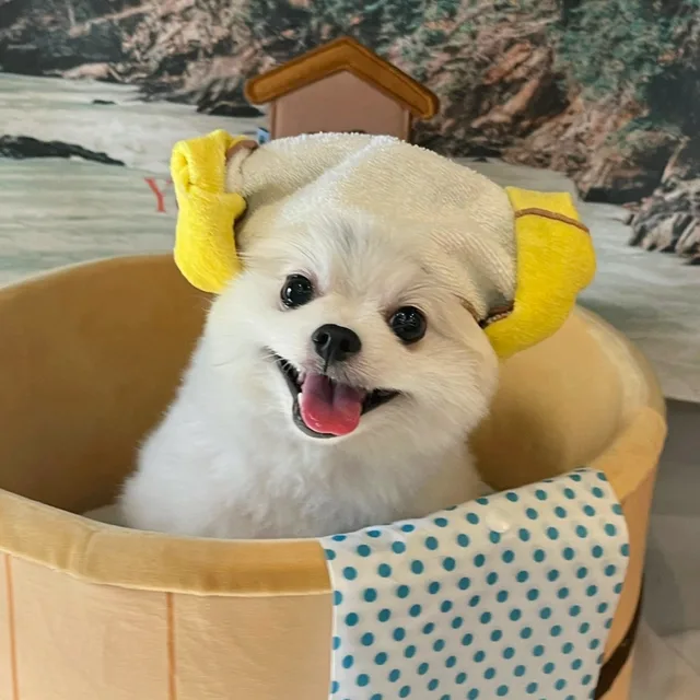 디디