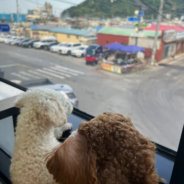 젤리보물