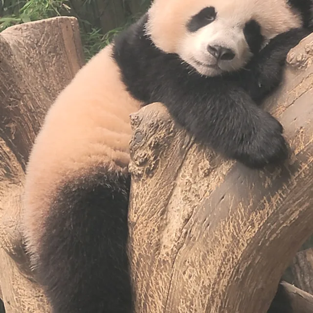 고미