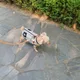 쪼꼬
