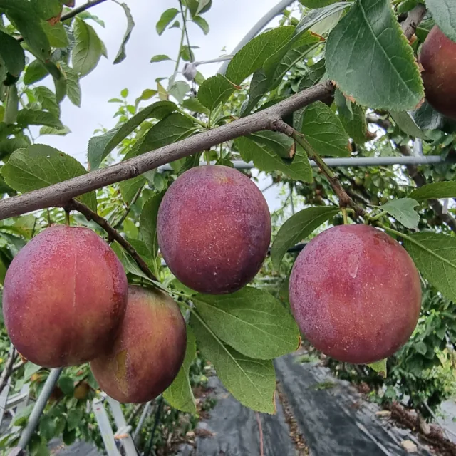 sufarm