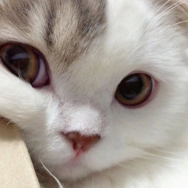 거대고양이