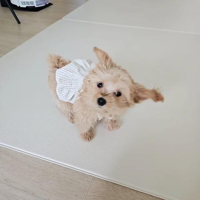 갬갬