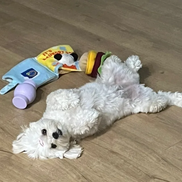 달콤한콩이