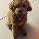 바니