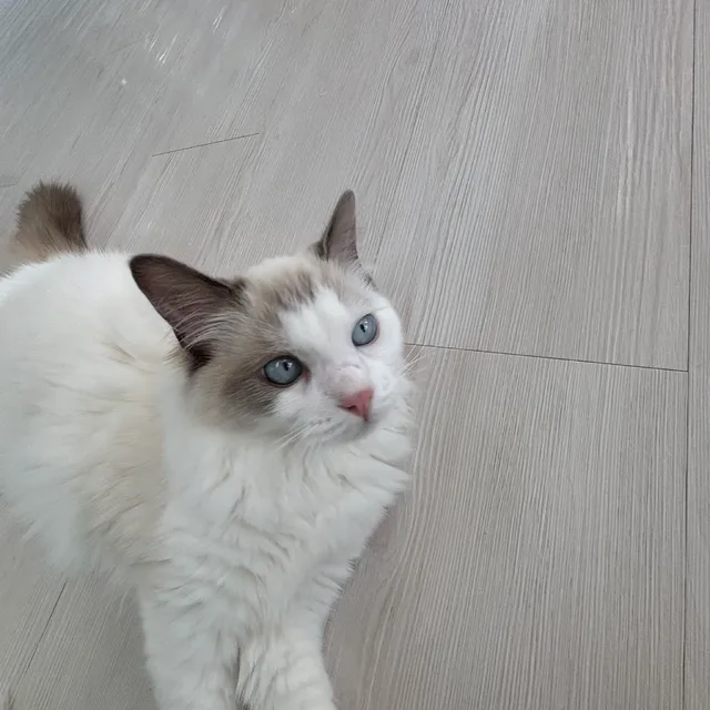 라떼