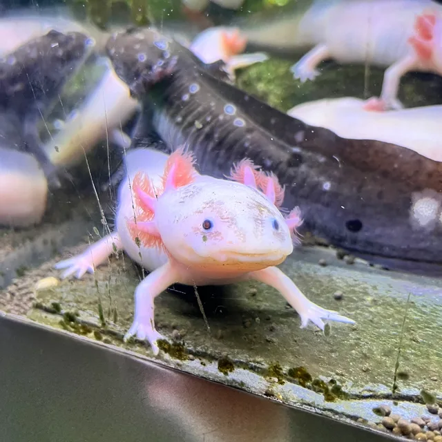 앗띠