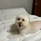 맵다매워