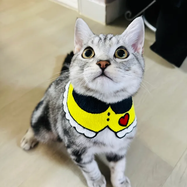 호로록로이